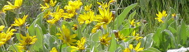Spectacular display of the wildflower, Arow-leaf Balsamroot